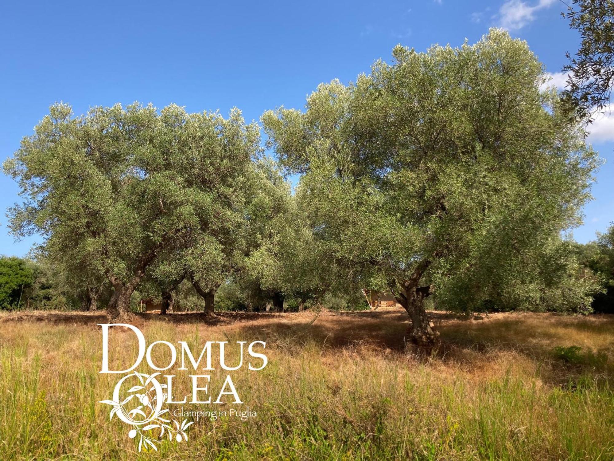 Hotel Domus Olea Glamping Ceglie Messapica Exteriér fotografie
